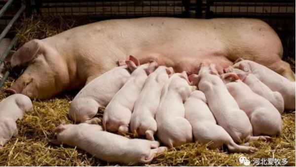 仔猪初乳摄入量受哪些因素影响，如何提高？