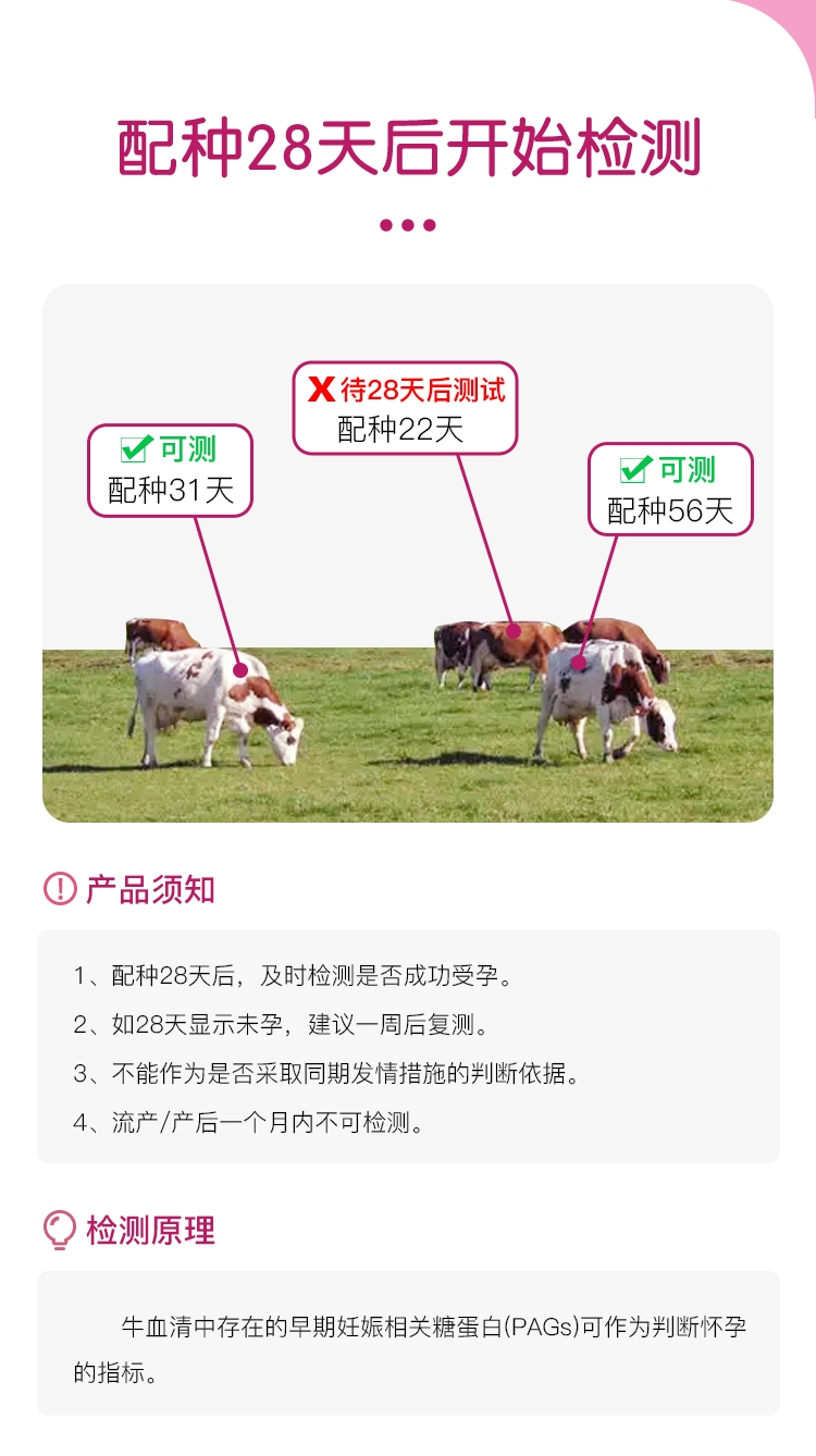 牛早孕试纸详情页---副本_03.jpg