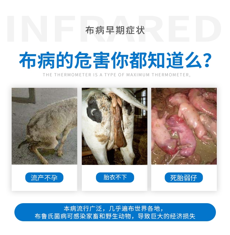 中性布病试纸-通用无采血_02.jpg